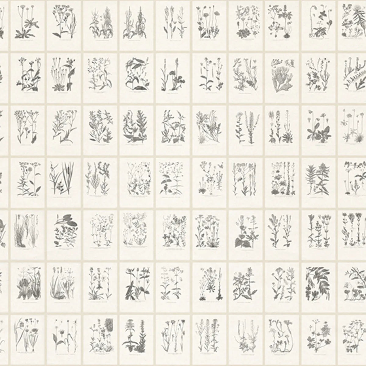 Tapetti Botanica, Graphite