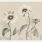 Kuvatapetti Sunflowers