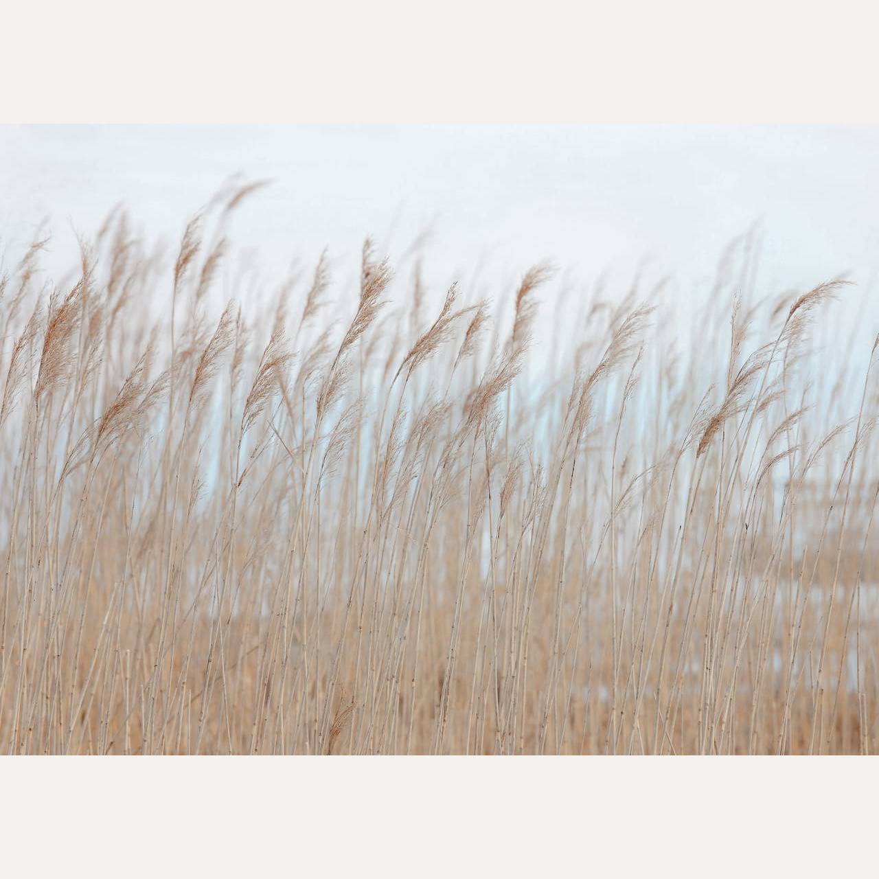 Kuvatapetti Swaying Reed