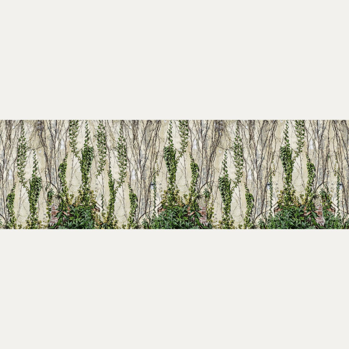 Kuvatapetti Climbing Ivy